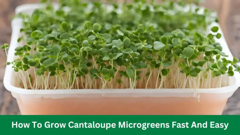How To Grow Cantaloupe Microgreens Fast And Easy
