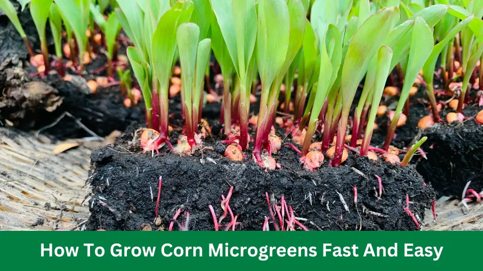 How To Grow Corn Microgreens Fast And Easy Way