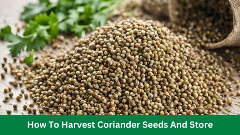 How To Harvest Coriander Seeds And Store It Properly