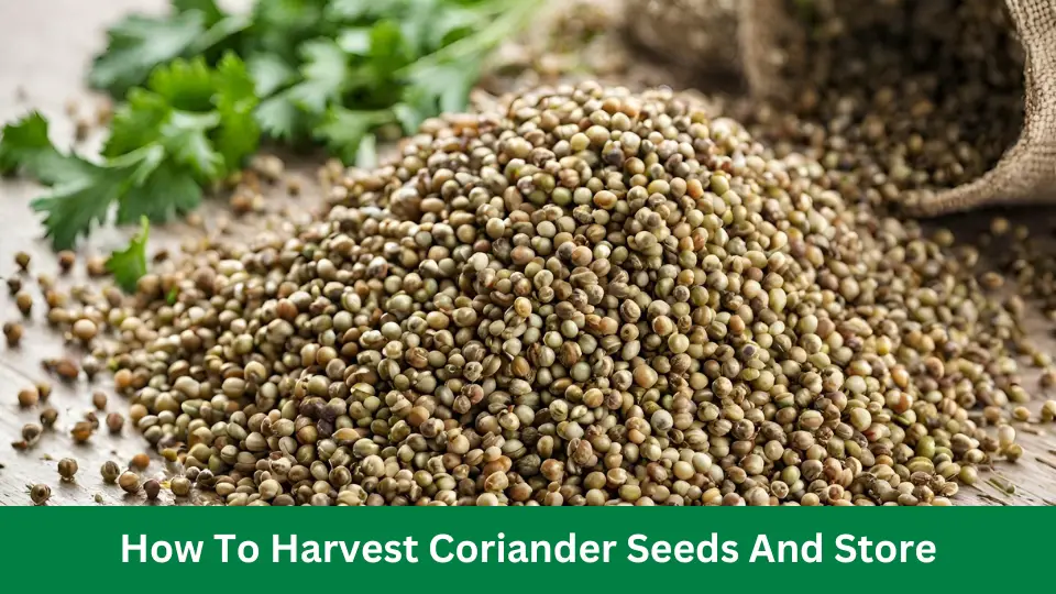 How To Harvest Coriander Seeds And Store