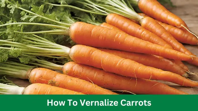 How To Vernalize Carrots: A Comprehensive Guide