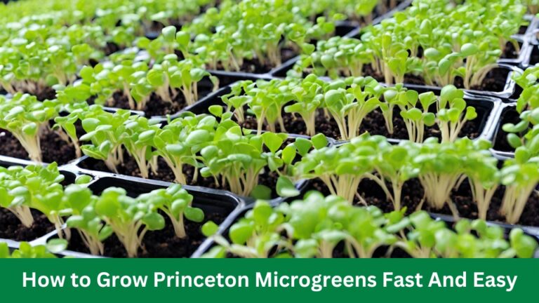 How to Grow Princeton Microgreens Fast And Easy