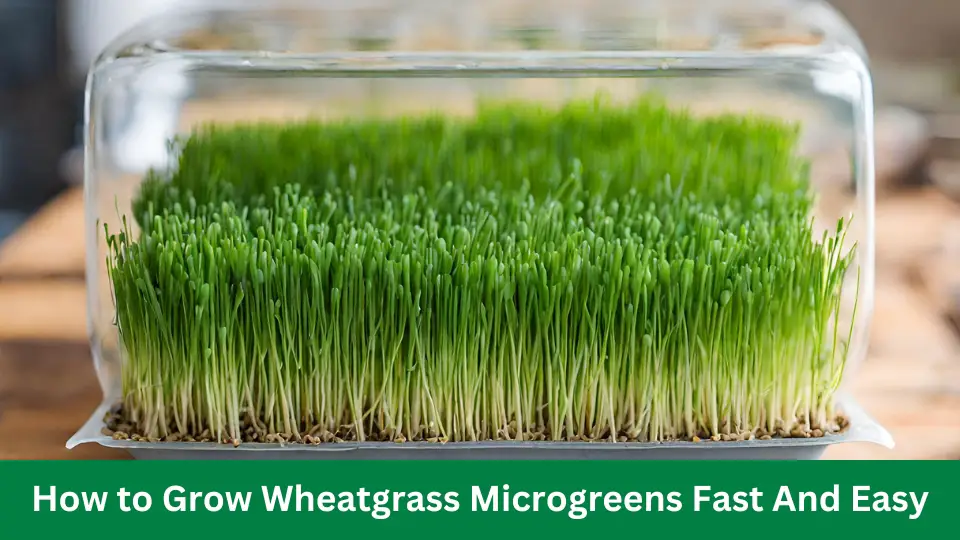 How to Grow Wheatgrass Microgreens Fast And Easy