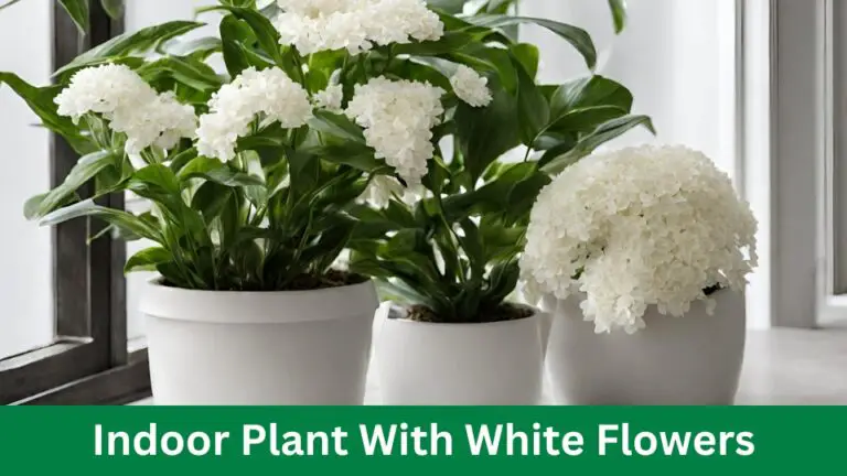Indoor Plants With White Flowers: Enhance Your Home Space