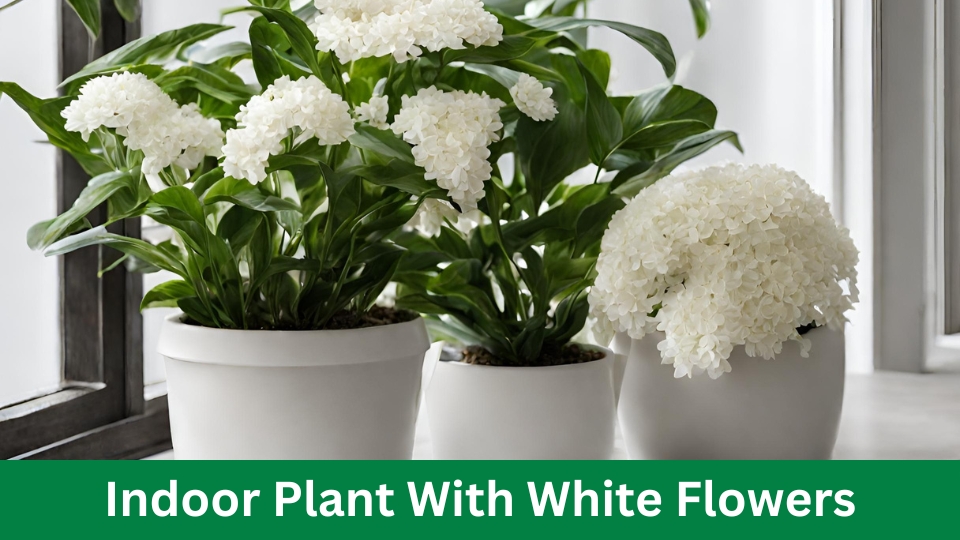 Indoor Plant With White Flowers: Enhance Your Home Space