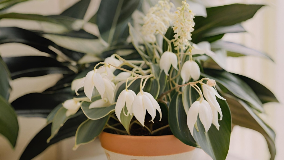 Indoor Plants With White Flowers And Their Symbolism