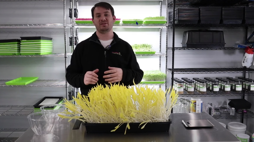 Maintaining And Harvesting Corn Microgreens 