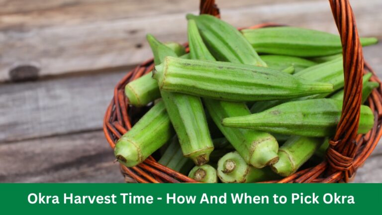Okra Harvest Time – How And When to Pick Okra