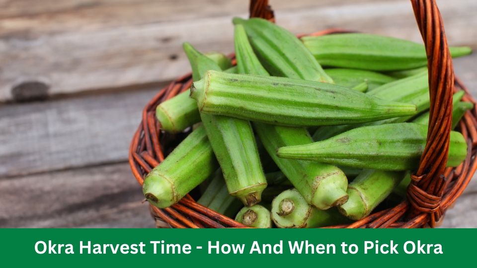 Okra Harvest Time - How And When to Pick Okra