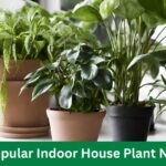 Popular Indoor House Plant Nyt