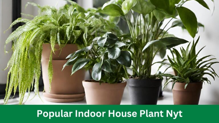 Popular Indoor House Plant Nyt: 4 Easy Care Tips for Growth