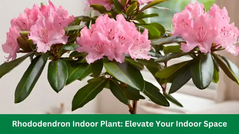 Rhododendron Indoor Plant: Elevate Your Indoor Space
