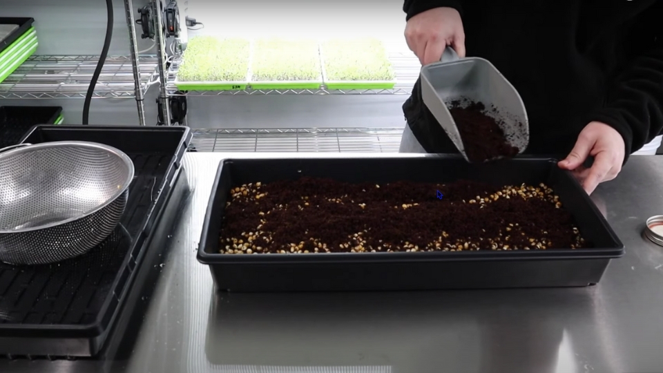 Seeding, Spreading, And Germination Process