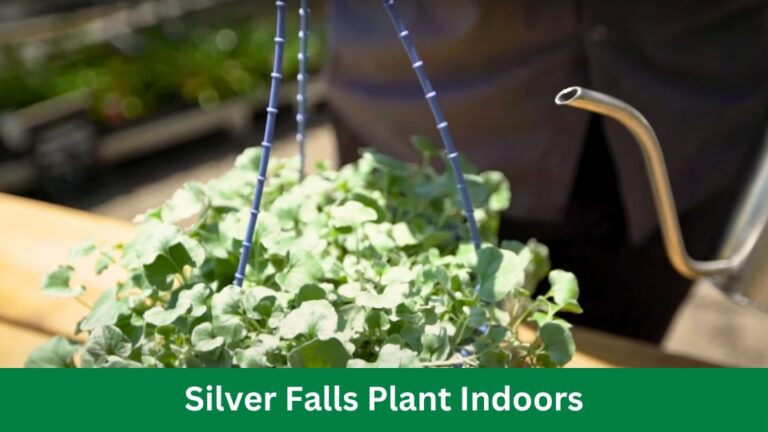 Silver Falls Plant Indoors: Easy Care Tips for Thriving Foliage