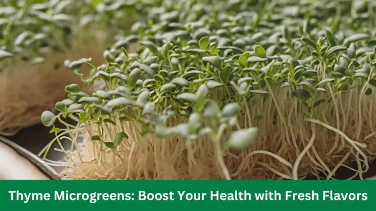 Thyme Microgreens: Boost Your Health with Fresh Flavors 2023