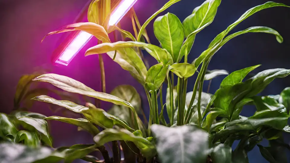 Understanding UV Light For Indoor Plants