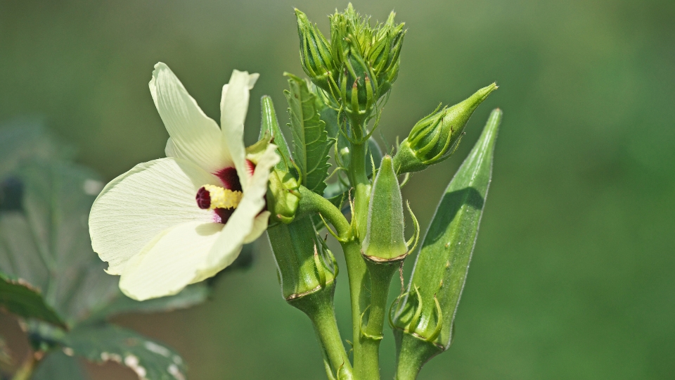 Unique Features Of The Emerald Okra Plant
