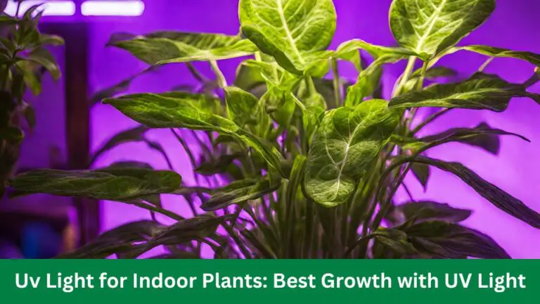 Uv Light for Indoor Plants: Best Growth with UV Light