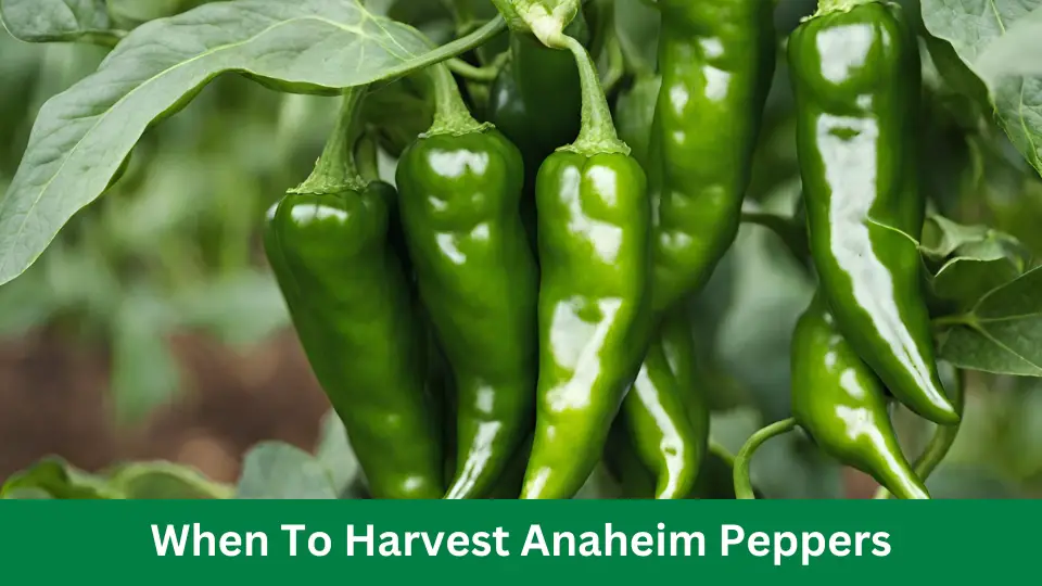 When To Harvest Anaheim Peppers