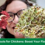 Alfalfa Sprouts for Chickens Boost Your Flock’s Health