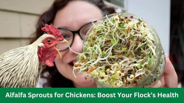Alfalfa Sprouts for Chickens: Boost Your Flock’s Health