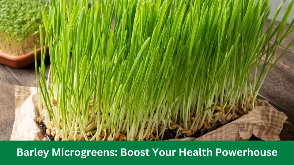 Barley Microgreens: Boost Your Health Powerhouse