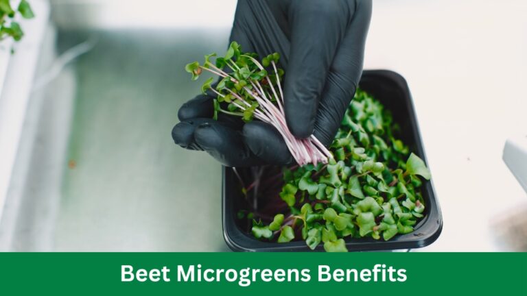 Beet Microgreens Benefits and Method For Daily Diet