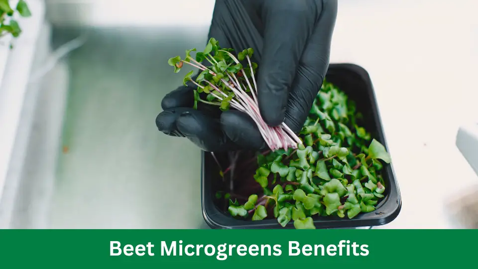 Beet Microgreens Benefits and Method For Daily Diet