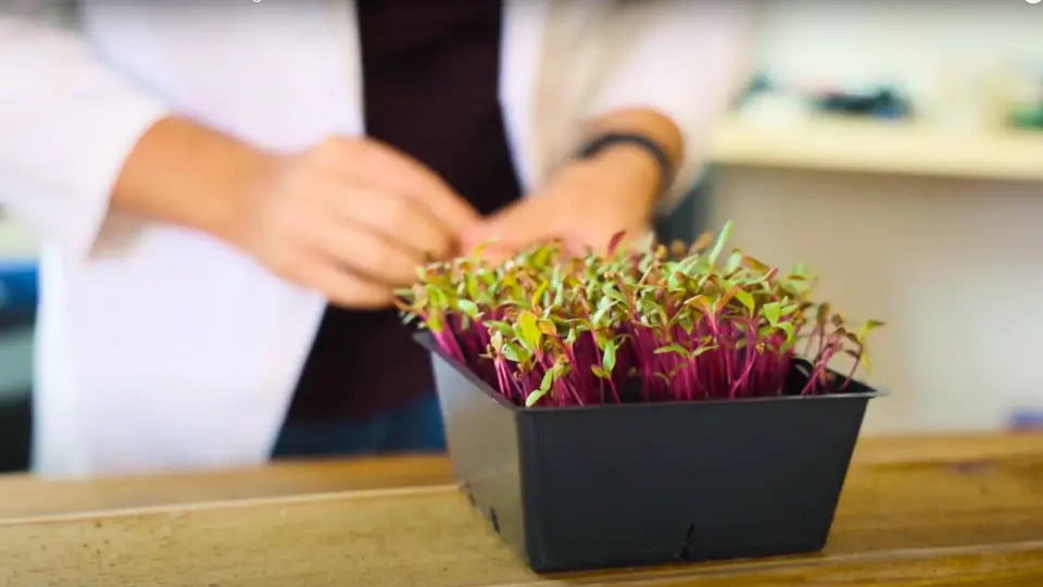 Beet microgreens are powerhouses of nutrients essential to a healthy diet