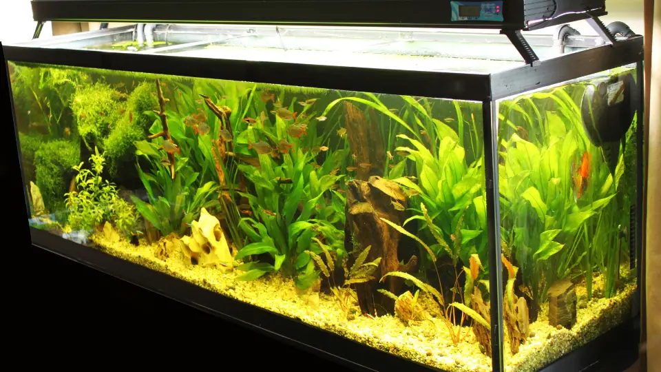 Benefits Of Adding Bolbitis Aquarium Plant To Your Tank