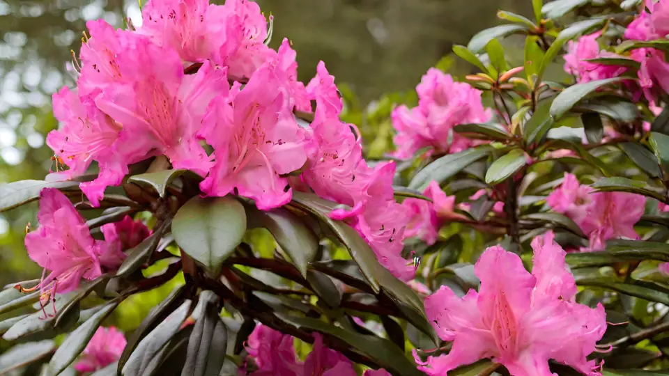 Benefits Of Rhododendron Plants