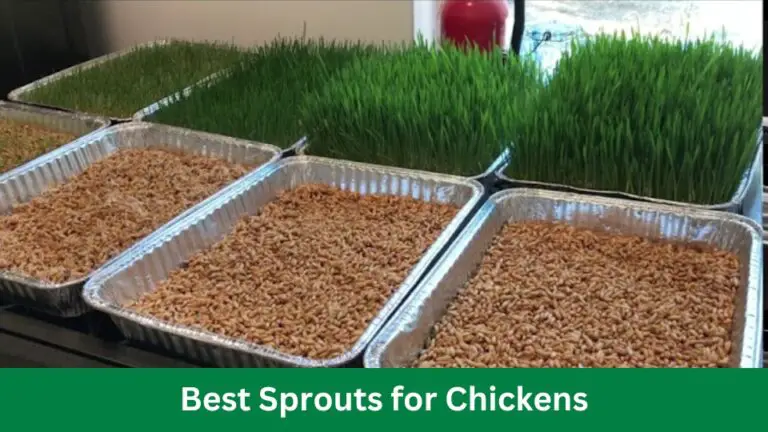 Best Sprouts for Chickens: Boost Your Flock’s Health