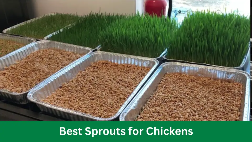 Best Sprouts for Chickens