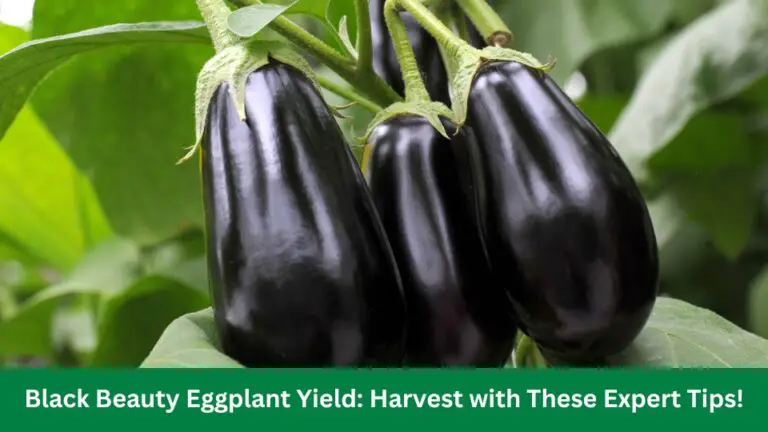 Black Beauty Eggplant Yield: Harvest with These Expert Tips!