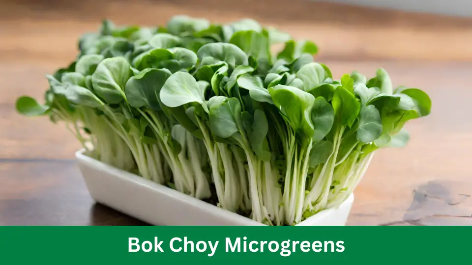 Bok Choy Microgreens