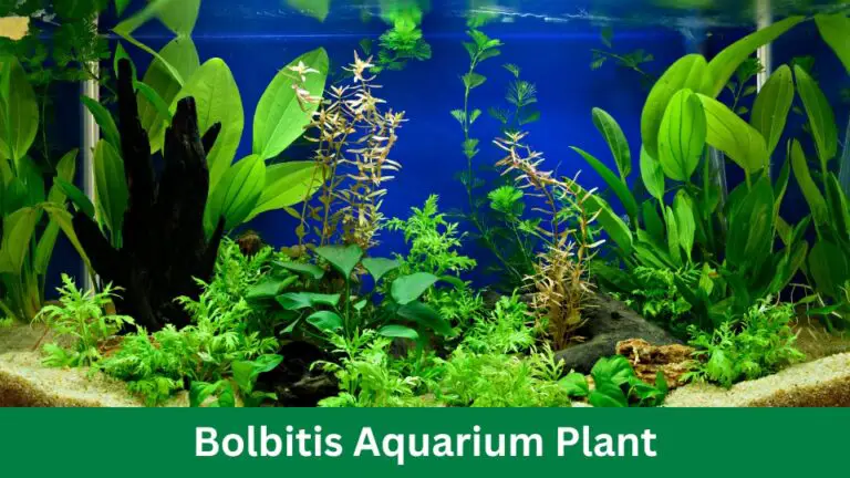 Bolbitis Aquarium Plant: Healthy and Vibrant Tanks