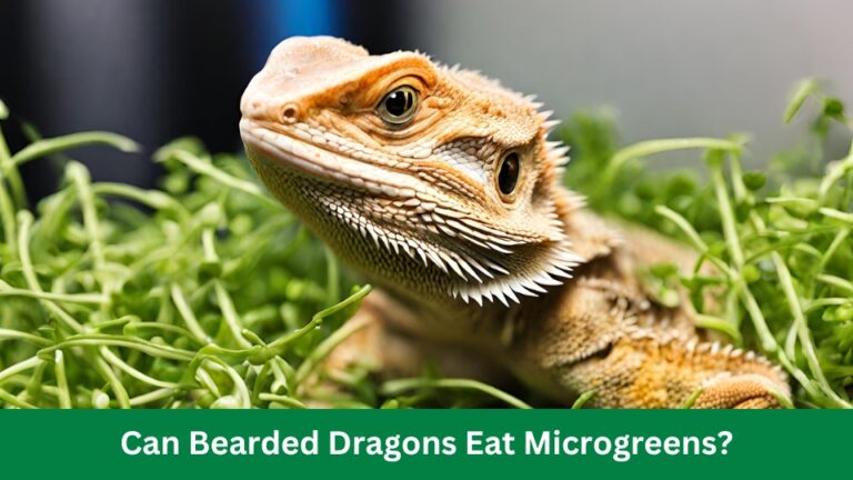 Can Bearded Dragons Eat Microgreens? Discover the Surprising Truth!