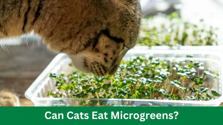 Can Cats Eat Microgreens? Nutrient Boost or Risk?