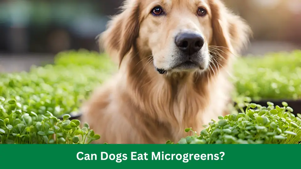 Can Dogs Eat Microgreens? Discover the Surprising Benefits!