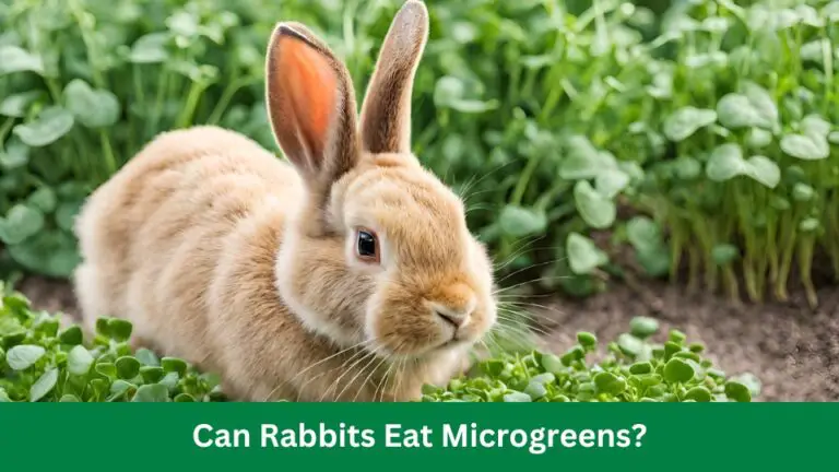 Can Rabbits Eat Microgreens? Discover the Surprising Benefits!