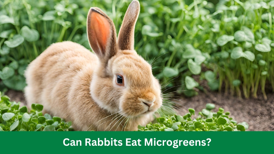 Can Rabbits Eat Microgreens? Discover The Surprising Benefits!