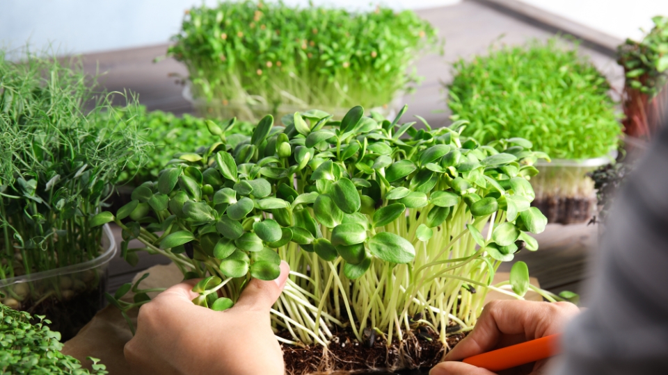 Caring For Aquaponic Microgreens