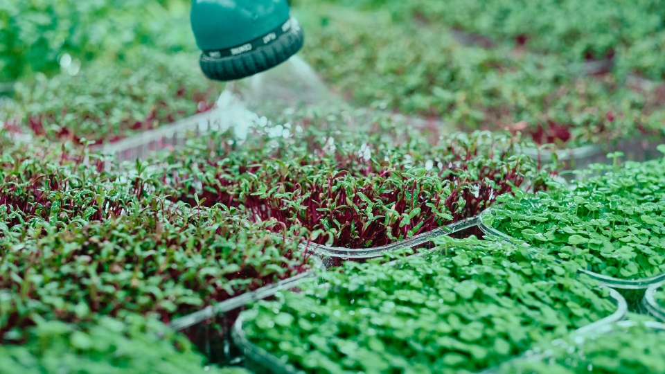 Caring For Your Microgreens