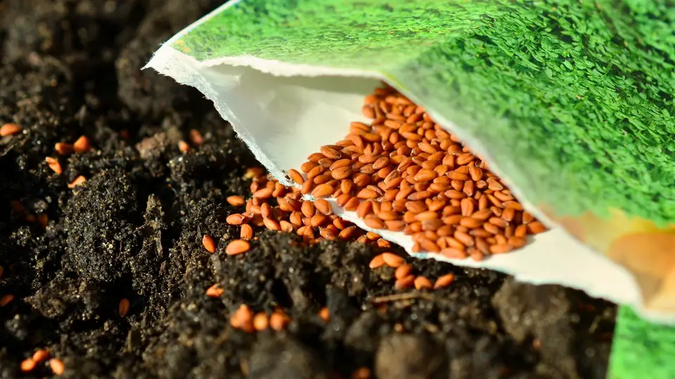 Choosing Seeds: Quality Matters