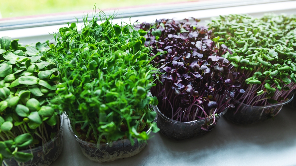 Choosing The Right Best Microgreens For Your Diet