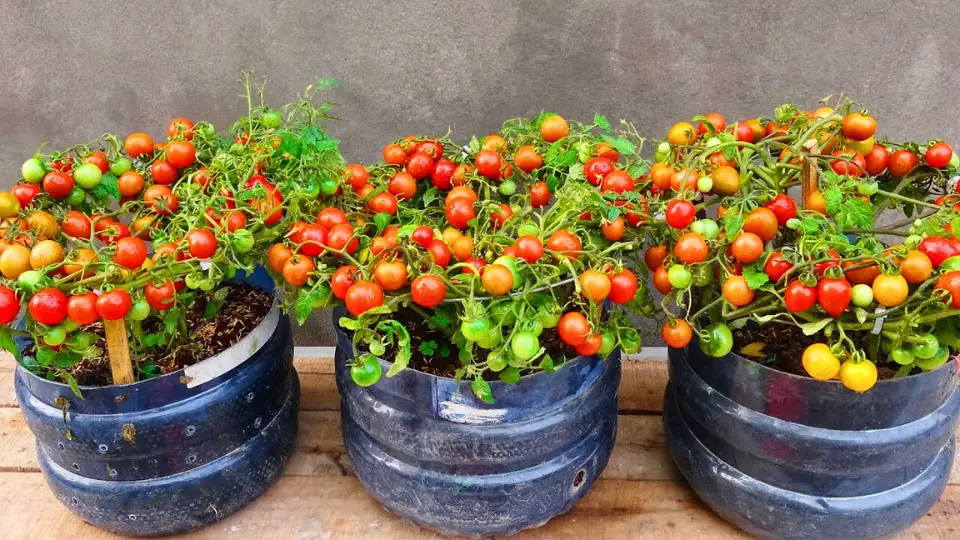 Choosing The Right Pot For Sweet 100 Tomatoes
