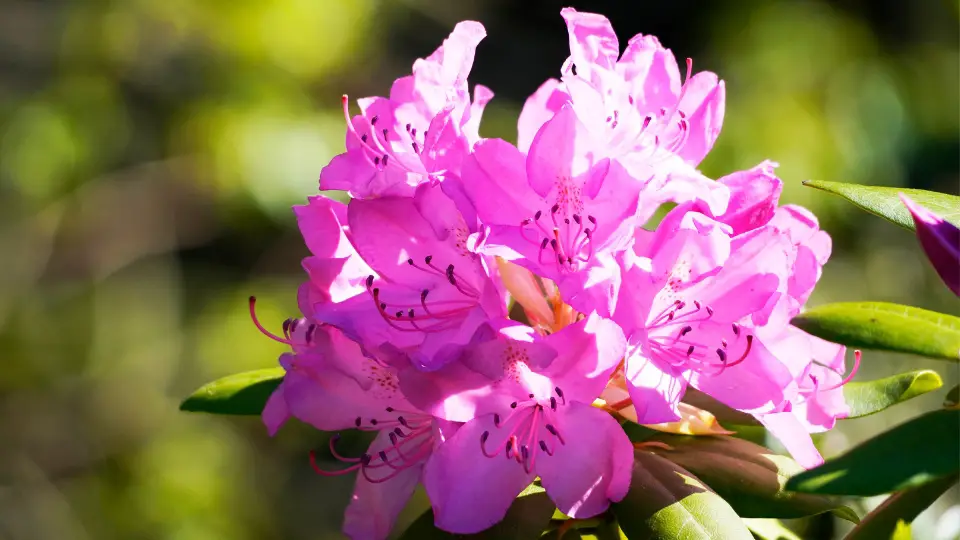 Choosing The Right Rhododendron Varieties