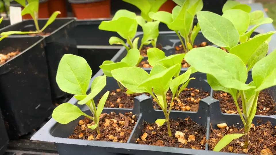 Choosing healthy seedlings is crucial for Black Beauty Eggplant's success.