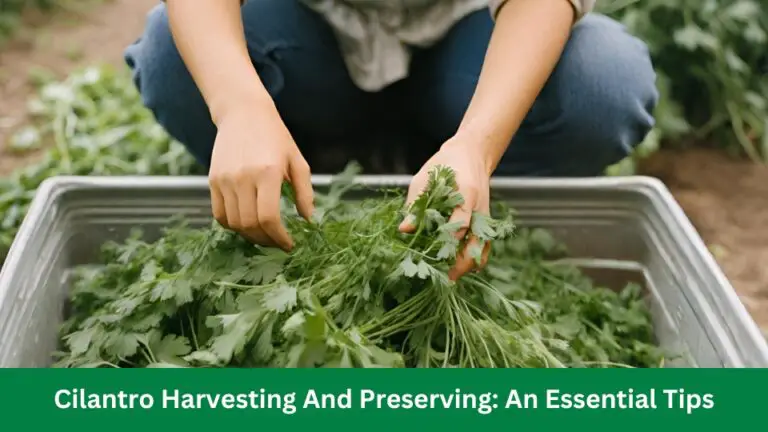 Cilantro Harvesting And Preserving: An Essential Tips