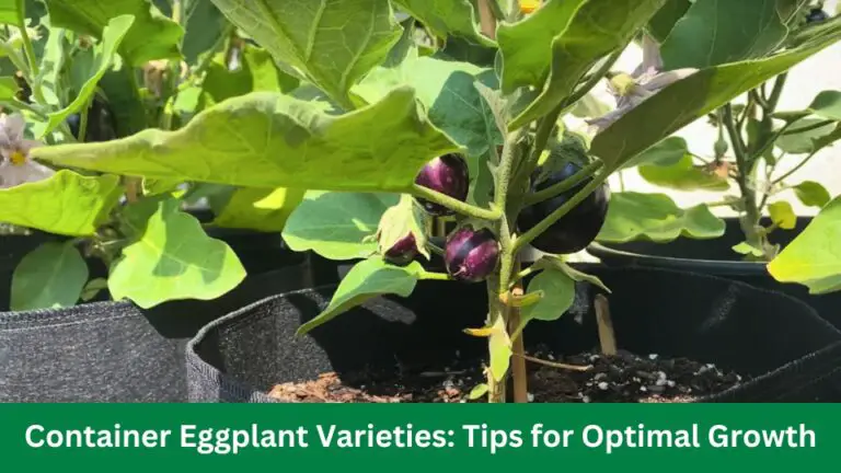 Container Eggplant Varieties: Tips for Optimal Growth
